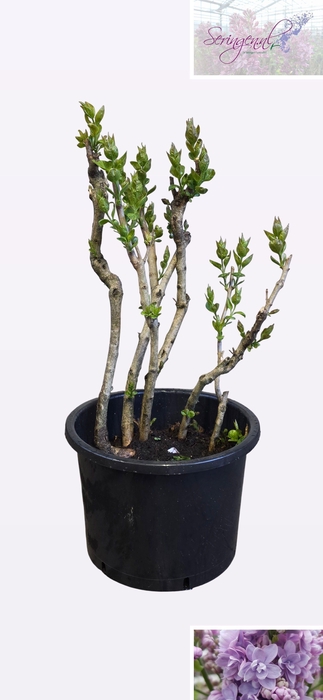 SYRI V MICHEL BUCHNE