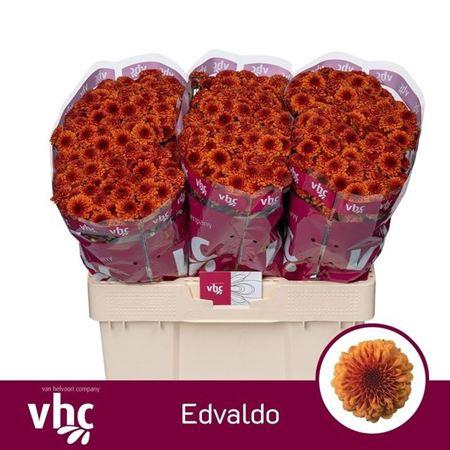 <h4>Chr S Aaa Edvaldo</h4>