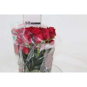 ROSA FREEDOM 050 CM ESTUFA