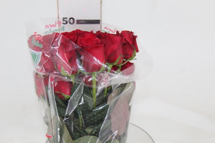 <h4>ROSA FREEDOM 050 CM ESTUFA</h4>