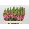 Antirrhinum Opus Pink