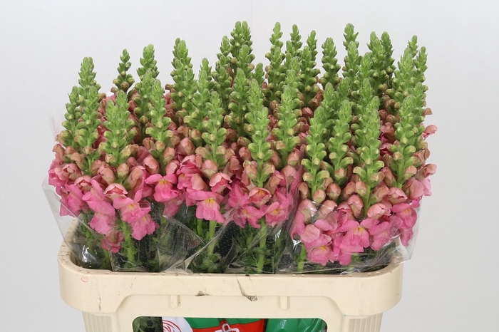 <h4>Antirrhinum Opus Pink</h4>