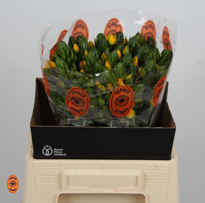 <h4>ORNIT DB YELLOW ASA</h4>