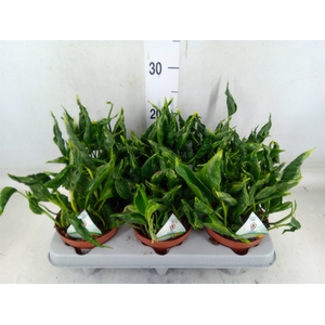 Epipremnum   ...