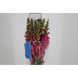 BOCA DE LEAO MONACO ROSE 080 CM