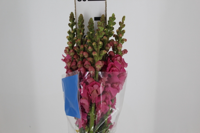 <h4>BOCA DE LEAO MONACO ROSE 080 CM</h4>