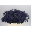 Eryngium Alpinum