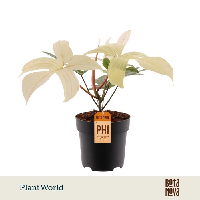 <h4>Philodendron Florida Ghost</h4>