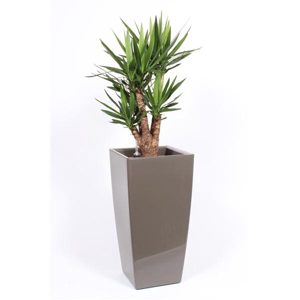 <h4>Yucce elephantipes in Piza pot "taupe"</h4>