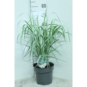 Arundo donax
