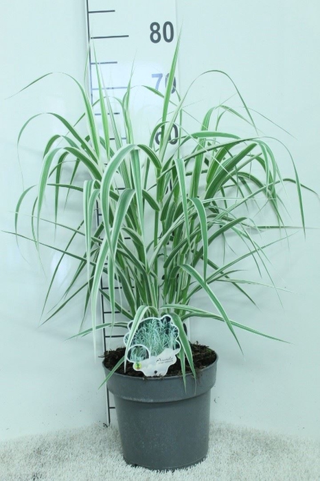 <h4>Arundo donax</h4>