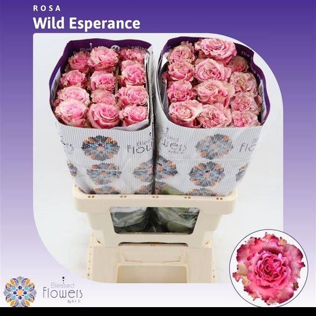 <h4>Rs gr Wild Esperance</h4>