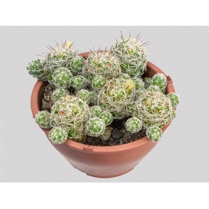 CACTUS MAMMILLARIA LONGIMAMMA C13