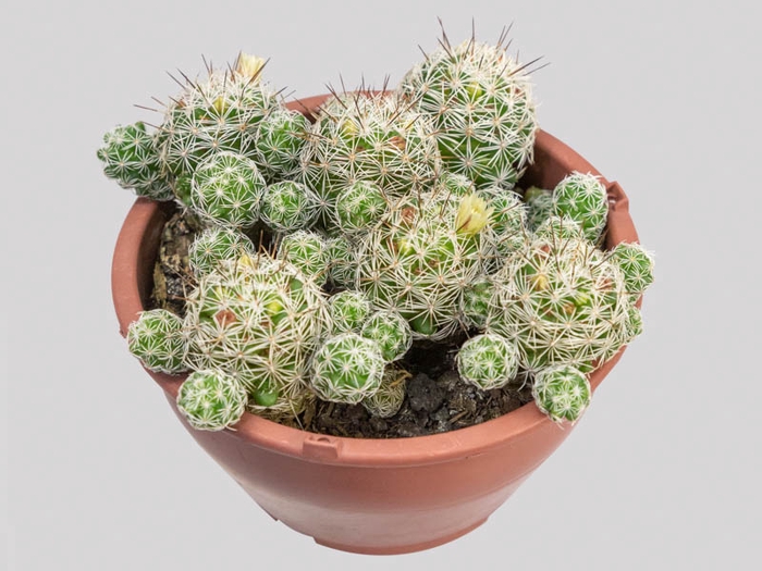 <h4>CACTUS MAMMILLARIA LONGIMAMMA C13</h4>
