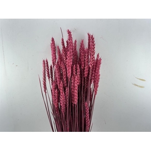 Dried Triticum X5 Cerise Bunch