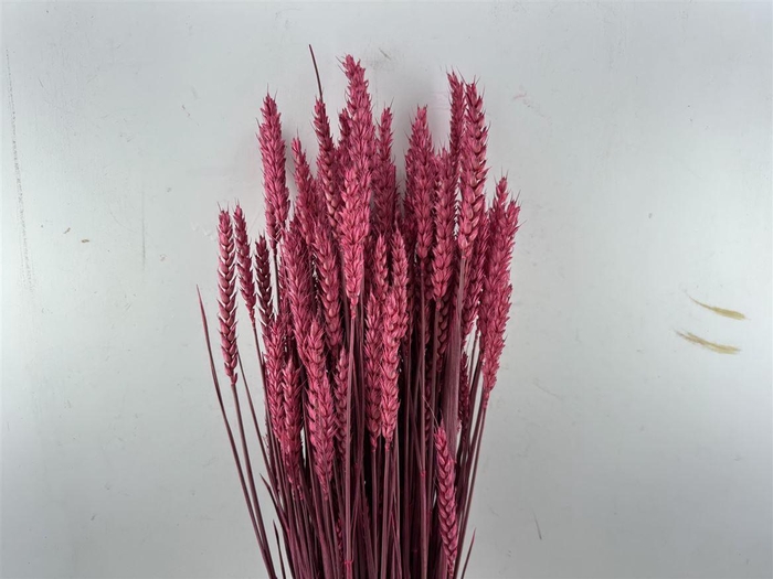 <h4>Dried Triticum X5 Cerise Bunch</h4>