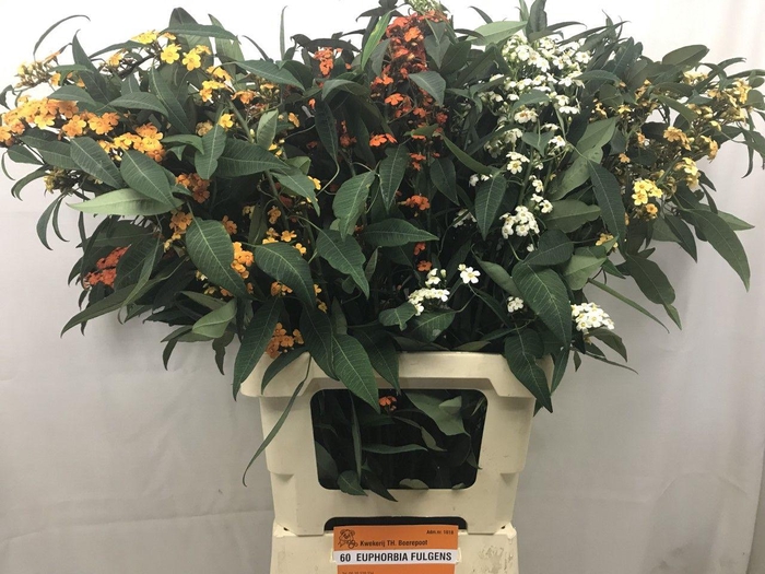 <h4>EUPH FU GEM</h4>