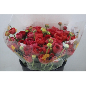 Ran Cloni Sup Fragolino