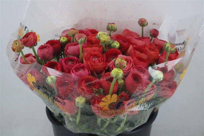 <h4>Ran Cloni Sup Fragolino</h4>