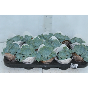 ECHEVERIA PEACOK P11