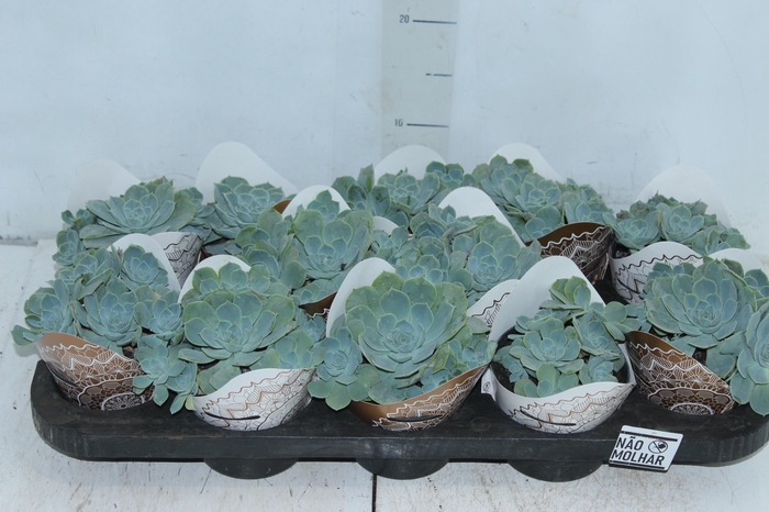 <h4>ECHEVERIA PEACOK P11</h4>