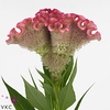 Celosia Turbo Pink Rich