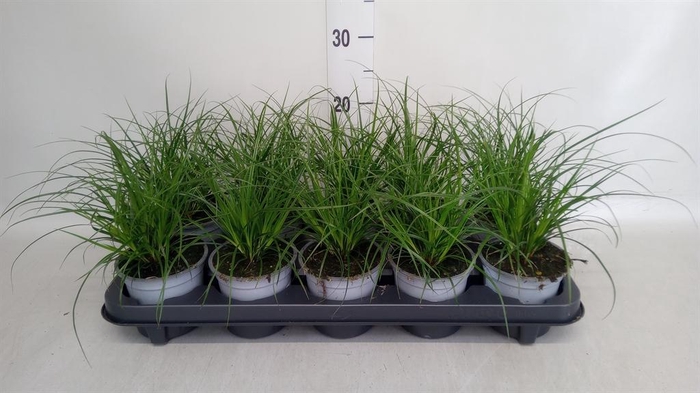 <h4>Carex brunnea</h4>