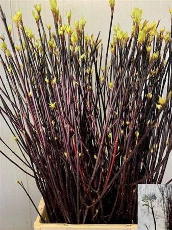 <h4>Cornus Alba Kesselri Black Bloom</h4>