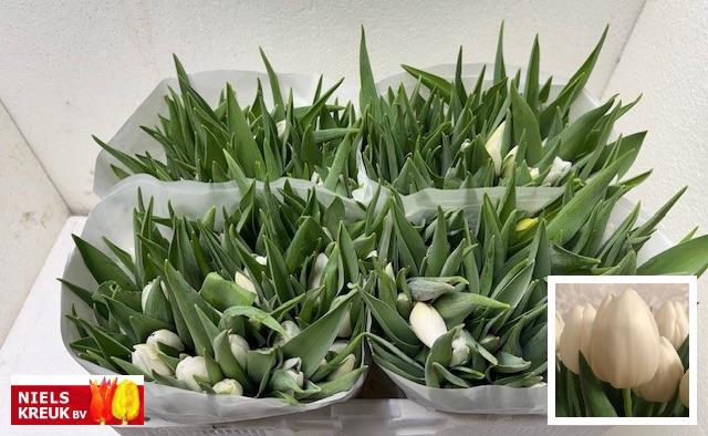 <h4>TU EN SILVER DOLLAR</h4>