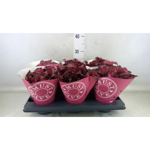 Begonia BD 'Kohala Red'