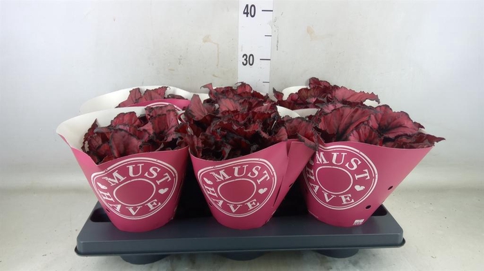 <h4>Begonia BD 'Kohala Red'</h4>