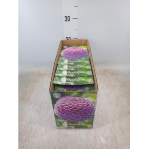 Dahlia   ...flowerbulbs