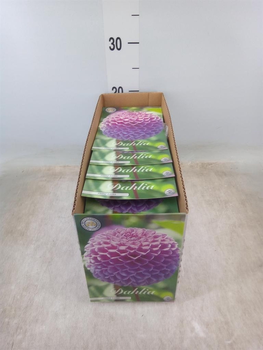 <h4>Dahlia   ...flowerbulbs</h4>