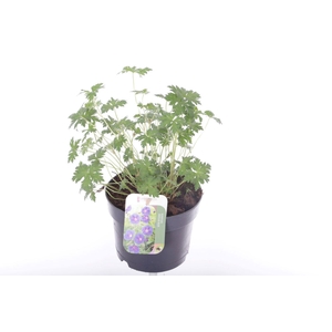 Geranium Johnsons Blue