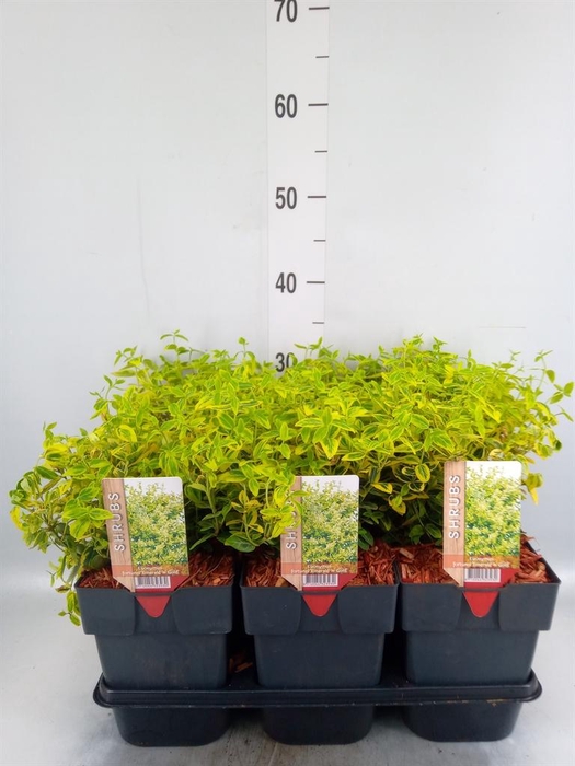 <h4>Euonymus fortunei 'Emerald n Gold'</h4>