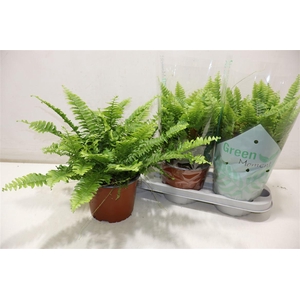 Nephr Ex Green Momen