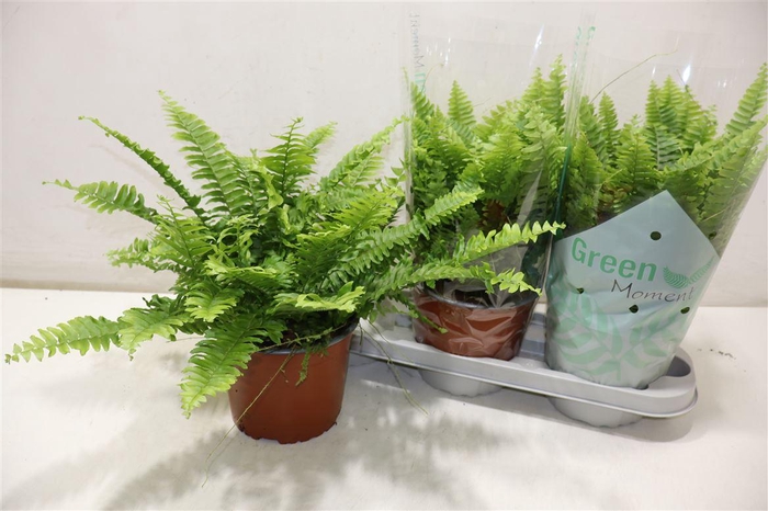 <h4>Nephr Ex Green Momen</h4>