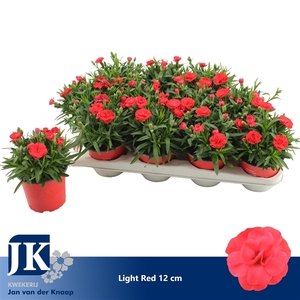 Dianthus P12 Light Red TST