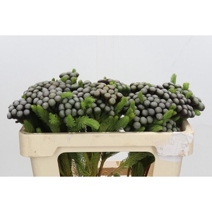 Cape Green Albiflora