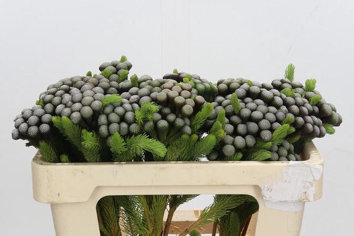 <h4>Cape Green Albiflora</h4>