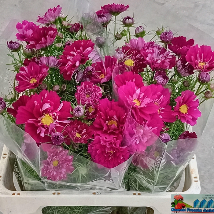 <h4>COSMOS BIPINNATUS</h4>