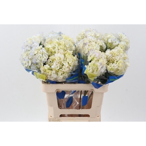 Hydr Lilac Lavend Select