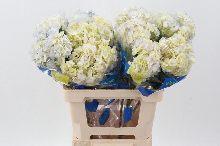 <h4>Hydr Lilac Lavend Select</h4>