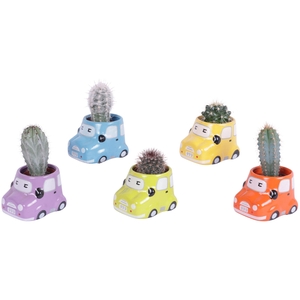 Cactus 5,5 cm in gekleurde auto planter