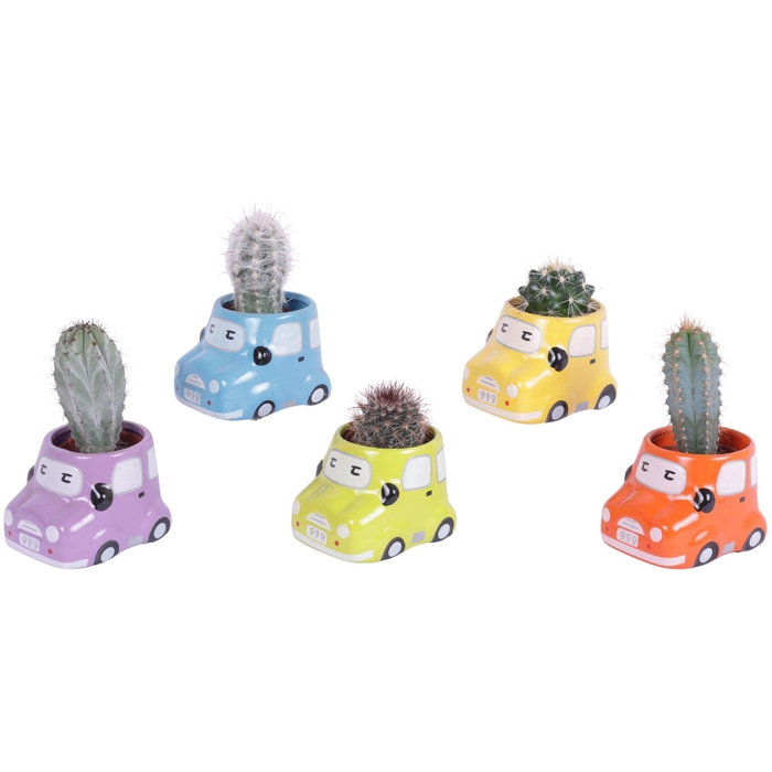 <h4>Cactus 5,5 cm in gekleurde auto planter</h4>