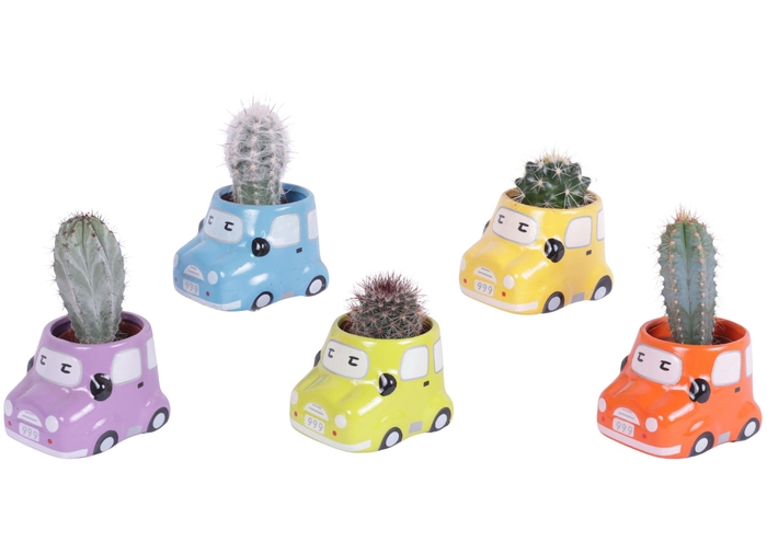 <h4>Cactus 5,5 cm in gekleurde auto planter</h4>