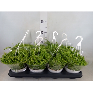 Senecio rowleyanus