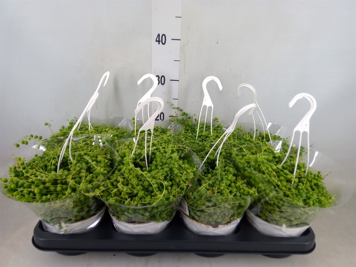 <h4>Senecio rowleyanus</h4>