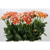Dahlia Hapet Harmony