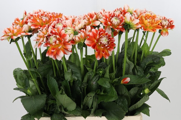 Dahlia Hapet Harmony